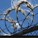 barbed-wire-blue-sky-pc08nyd1ies055-xl (Medium)