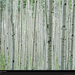 aspen-grove-colorado-740284-xl (Medium)