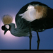 crested-crane-nichols-642758-xl (Medium)