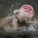 japanese-macaque-swimming-080409-xl (Medium)