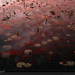 lily-pads-at-sunset-26077-xl (Medium)