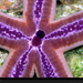 purple-sea-star-696734-xl (Medium)