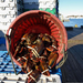 lobster-bushel-maine-xl (Medium)