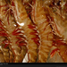 prawns-close-up-493219-xl (Medium)