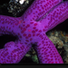 purple-sea-star-henry-658759-xl (Medium)