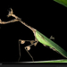 stick-mantid-cameroon-988425-xl (Medium)