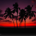 sunset-palm-trees-gehman-88192-xl (Medium)