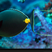 surgeonfish-laman-977771-xl (Medium)