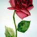 Rose 2 Watercolor