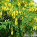 12 52 52---Laburnum web (Medium)