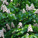 Horse Chestnut Flowers 2 (Medium)