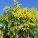 laburnum anagyroides (Medium)