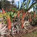 aloe rubroviolacea (Medium)