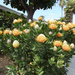 leucospermum (Medium)