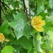 tulip tree (Medium)