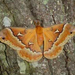 TuliptreeSilkmoth (Medium)