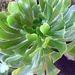 aeonium arboreum