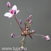 Virágkáka virága - Butomus umbellatus