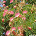 Selyemakác virágok - Albizia julibrissin