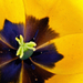 Tulipán belülnézetből