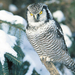 naturebirding-wildlifetop5-checklistwinter-owls0