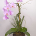 phalaenopsis-08-web