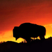 american-bison-at-sunset