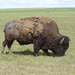 Bison-Grazing-1-1024x768