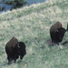 Buffalo-Herd-Feeding-1004x411