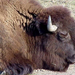 Buffalo-Profile-800x600