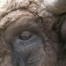 Close-Up-Of-Buffalo-Face-1024x819