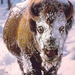 snow-covered-buffalo-688x911