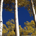 aspen-trees-011pc08tad1jhe173-sw (Medium)