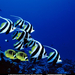 bannerfish-513688-sw (Medium)