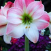 amaryllis (Small)