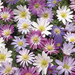 anemone blanda mixed (Medium)