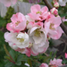 Japanese quince (Medium)