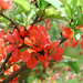 Japanese-Dwarf-Flowering-Quince (Medium)