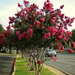 Crape myrtle pink (Medium)