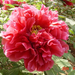 luoyang-red.peony