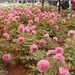 luoyang-red.peony-garden