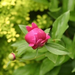 peony-2004-03