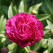 peony-2007-04