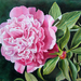 pink-peony-12x16