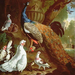 A-Peacock-In-A-Classical-Landscape,-1719 (Medium)