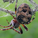 Hanging spider / Lógó pók