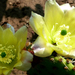 Opuntia sulfurea