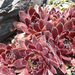 Sempervivum Firebird