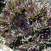 Sempervivum Royal purple