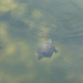 teknős a vízben